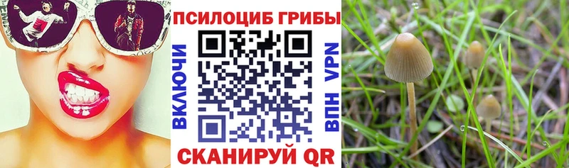 гидра вход  Тула  Галлюциногенные грибы Psilocybine cubensis 